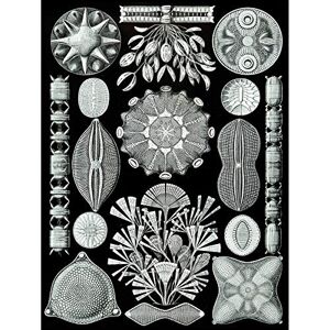 Wee Blue Coo 84th Plate Ernst Haeckel Kunstformen Der Natur Diatoms Large Art Print Poster Wall Decor 18x24 inch Wee Blue Coo 84th Plate Ernst Haeckel Kunstformen Der Natur Diatoms Large Art Print Poster Wall Decor 18x24 inch