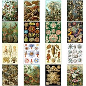 Artery8 Ernst Haeckel Kunstformen Der Natur Plates Nature Vintage Various Biology Art Print Poster Home Decor Premium Pack of 16 Artery8 Ernst Haeckel Kunstformen Der Natur Plates Nature Vintage Various Biology Art Print Poster Home Decor Premium Pack of 16
