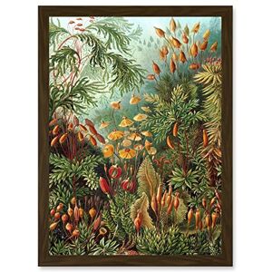 Artery8 - Nature Art - Ernst Haeckel - Framed Wall Art Artery8 - Nature Art - Ernst Haeckel - Framed Wall Art