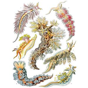Wee Blue Coo 43Rd Plate Ernst Haeckel Kunstformen Der Natur Nudibranchia Art Print Poster Wall Decor 12X16 Inch Wee Blue Coo 43Rd Plate Ernst Haeckel Kunstformen Der Natur Nudibranchia Art Print Poster Wall Decor 12X16 Inch