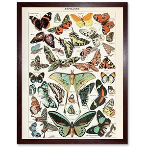 Artery8 Millot Encyclopedia Page Variety Butterflies Art Print Framed Poster Wall Decor 12x16 inch Artery8 Millot Encyclopedia Page Variety Butterflies Art Print Framed Poster Wall Decor 12x16 inch
