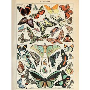 Artery8 Millot Encyclopedia Page Variety Butterflies Premium Wall Art Canvas Print 18X24 Inch Artery8 Millot Encyclopedia Page Variety Butterflies Premium Wall Art Canvas Print 18X24 Inch