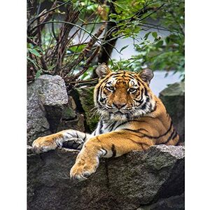 Wee Blue Coo Photography Zoo Big Cat Tiger Stripes Nature Animal Art Print Poster Wall Decor 12X16 Inch Wee Blue Coo Photography Zoo Big Cat Tiger Stripes Nature Animal Art Print Poster Wall Decor 12X16 Inch