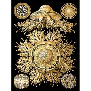 Wee Blue Coo 28th Plate Ernst Haeckel Kunstformen Der Natur Discomedusae Canvas Print Wee Blue Coo 28th Plate Ernst Haeckel Kunstformen Der Natur Discomedusae Canvas Print