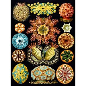 Wee Blue Coo Haeckel Plate 85 Marine Life Large Wall Art Poster Print Thick Paper 18X24 Inch Wee Blue Coo Haeckel Plate 85 Marine Life Large Wall Art Poster Print Thick Paper 18X24 Inch