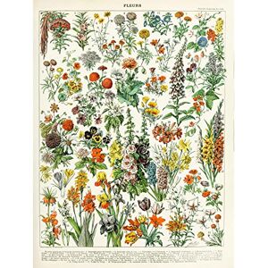 Artery8 Millot Encyclopedia Page Flowers Plants Unframed Wall Art Print Poster Home Decor Premium Artery8 Millot Encyclopedia Page Flowers Plants Unframed Wall Art Print Poster Home Decor Premium
