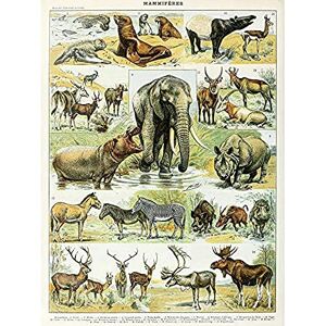 Artery8 Millot Encyclopedia Page Mammals Rhino Hippo Art Print Canvas Premium Wall Decor Poster Mural Artery8 Millot Encyclopedia Page Mammals Rhino Hippo Art Print Canvas Premium Wall Decor Poster Mural