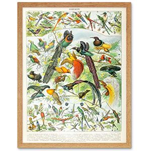 Artery8 Millot Encyclopedia Page Birds Paradise Art Print Framed Poster Wall Decor 12x16 inch Artery8 Millot Encyclopedia Page Birds Paradise Art Print Framed Poster Wall Decor 12x16 inch