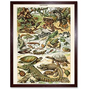 Artery8 Millot Encyclopedia Page Reptiles Snake Tortoise Art Print Framed Poster Wall Decor 12x16 inch Artery8 Millot Encyclopedia Page Reptiles Snake Tortoise Art Print Framed Poster Wall Decor 12x16 inch