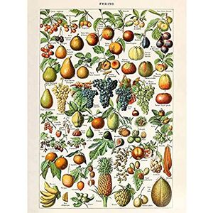 Artery8 Millot Encyclopedia Page Fruit Grape Pineapple Unframed Wall Art Print Poster Home Decor Premium Artery8 Millot Encyclopedia Page Fruit Grape Pineapple Unframed Wall Art Print Poster Home Decor Premium