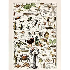 Artery8 Millot Encyclopedia Arthropods Exoskeletal Animals Large Wall Art Poster Print Thick Paper 18X24 Inch Artery8 Millot Encyclopedia Arthropods Exoskeletal Animals Large Wall Art Poster Print Thick Paper 18X24 Inch