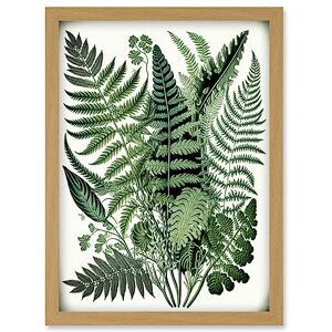 Artery8 - Haeckel Style Fern Fronds Watercolour - A4 - Wall Art Artery8 - Haeckel Style Fern Fronds Watercolour - A4 - Wall Art