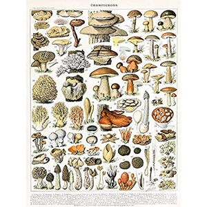 Artery8 Millot Encyclopedia Page Mushrooms Variety Art Print Canvas Premium Wall Decor Poster Mural Artery8 Millot Encyclopedia Page Mushrooms Variety Art Print Canvas Premium Wall Decor Poster Mural