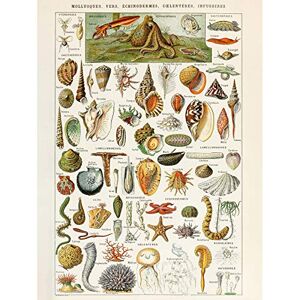 Wee Blue Coo Artery8 Millot Encyclopedia Page Shells Molluscs Large Wall Art Poster Print Thick Paper 18X24 Inch Wee Blue Coo Artery8 Millot Encyclopedia Page Shells Molluscs Large Wall Art Poster Print Thick Paper 18X24 Inch