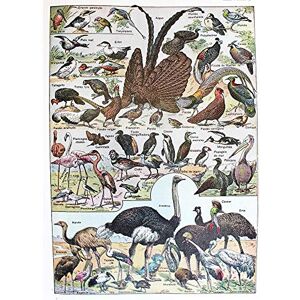Wee Blue Coo Scientific Birds Identification Ostrich Penguin Flamingo Art Print Poster Wall Decor 12X16 Inch Wee Blue Coo Scientific Birds Identification Ostrich Penguin Flamingo Art Print Poster Wall Decor 12X16 Inch