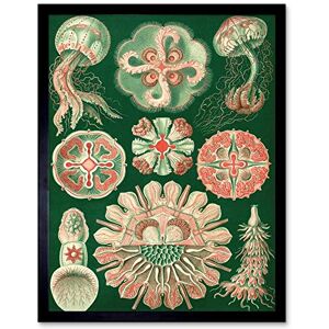 Wee Blue Coo Nature Ernst Haeckel Biology Sea Creature Germany Vintage Ad Art Print Framed Poster Wall Decor 12X16 Inch Wee Blue Coo Nature Ernst Haeckel Biology Sea Creature Germany Vintage Ad Art Print Framed Poster Wall Decor 12X16 Inch