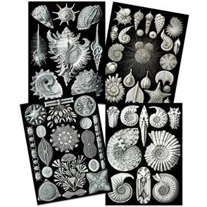Artery8 Ernst Haeckel Kunstformen Der Natur Plates Nature Vintage Biology Art Print Poster Home Decor Premium Pack of 4 Artery8 Ernst Haeckel Kunstformen Der Natur Plates Nature Vintage Biology Art Print Poster Home Decor Premium Pack of 4