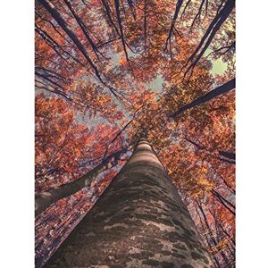 Fine Art Prints Birch Forest In Autumn Large Wall Art Print Canvas Premium Poster Fine Art Prints Birch Forest In Autumn Large Wall Art Print Canvas Premium Poster
