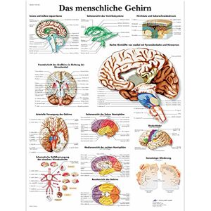 3B Scientific – Laminated Human Nervous System Chart – UV & Dust-Protected Anatomy Poster for Study, Teaching & Clinics 3B Scientific – Laminated Human Nervous System Chart – UV & Dust-Protected Anatomy Poster for Study, Teaching & Clinics