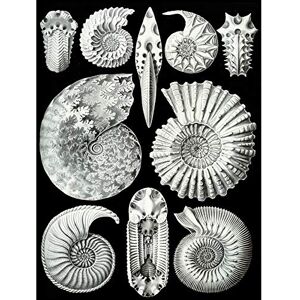 Wee Blue Coo 44th Plate Ernst Haeckel Kunstformen Der Natur Ammonites Large Art Print Poster Wall Decor 18x24 inch Wee Blue Coo 44th Plate Ernst Haeckel Kunstformen Der Natur Ammonites Large Art Print Poster Wall Decor 18x24 inch