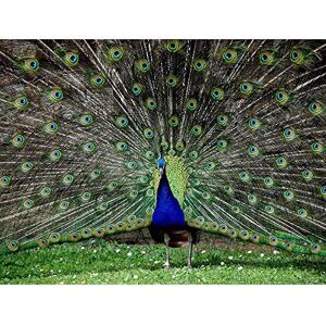 Wee Blue Coo Peacock Birds Feather Art Print Poster Wall Decor 12X16 Inch Wee Blue Coo Peacock Birds Feather Art Print Poster Wall Decor 12X16 Inch