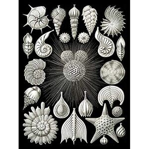 Wee Blue Coo Haeckel Plate 2 Sea Life Plankton Unframed Wall Art Print Poster Home Decor Premium Wee Blue Coo Haeckel Plate 2 Sea Life Plankton Unframed Wall Art Print Poster Home Decor Premium