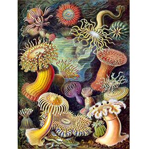 Bumblebeaver NATURE ART BIOLOGY ANEMONE ERNS HAECKEL - Art Print Bumblebeaver NATURE ART BIOLOGY ANEMONE ERNS HAECKEL - Art Print