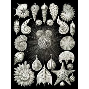 Wee Blue Coo Haeckel Plate 2 Sea Life Plankton Large Wall Art Poster Print Thick Paper 18X24 Inch Wee Blue Coo Haeckel Plate 2 Sea Life Plankton Large Wall Art Poster Print Thick Paper 18X24 Inch