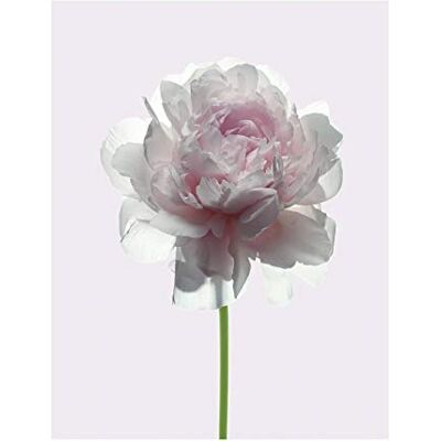 Komar Wall Picture Rose Poster Picture Living Room Bedroom Decoration Art Print No Frame P065-40x50 Size: 40x50 cm (Width x Height) Komar Wall Picture Rose Poster Picture Living Room Bedroom Decoration Art Print No Frame P065-40x50 Size: 40x50 cm (Width x Height)