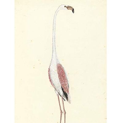 Artery8 Gordon Greater Flamingo Bird Nature Drawing Large Wall Art Poster Print Thick Paper 18X24 Inch Artery8 Gordon Greater Flamingo Bird Nature Drawing Large Wall Art Poster Print Thick Paper 18X24 Inch