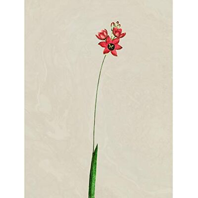 Fine Art Prints Vintage Flower Painting Illustration Large Wall Art Print Canvas Premium Poster Fine Art Prints Vintage Flower Painting Illustration Large Wall Art Print Canvas Premium Poster