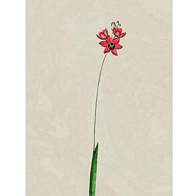 Fine Art Prints Vintage Flower Painting Illustration Art Print Canvas Premium Wall Decor Poster Fine Art Prints Vintage Flower Painting Illustration Art Print Canvas Premium Wall Decor Poster