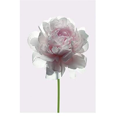 Komar Wall Picture Rose Poster Picture Living Room Bedroom Decoration Art Print No Frame P065-50x70 Size: 50x70 cm (Width x Height) Komar Wall Picture Rose Poster Picture Living Room Bedroom Decoration Art Print No Frame P065-50x70 Size: 50x70 cm (Width x Height)