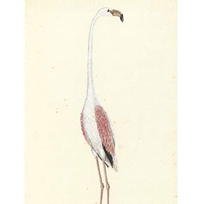 Artery8 Gordon Greater Flamingo Bird Nature Drawing Unframed Wall Art Print Poster Home Decor Premium Artery8 Gordon Greater Flamingo Bird Nature Drawing Unframed Wall Art Print Poster Home Decor Premium