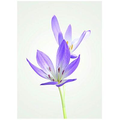 Komar Wall Picture Autumn Crocus Poster Picture Living Room Bedroom Decoration Art Print Without Frame P068-30x40 Size 30 x 40 cm (Width x Height) Komar Wall Picture Autumn Crocus Poster Picture Living Room Bedroom Decoration Art Print Without Frame P068-30x40 Size 30 x 40 cm (Width x Height)