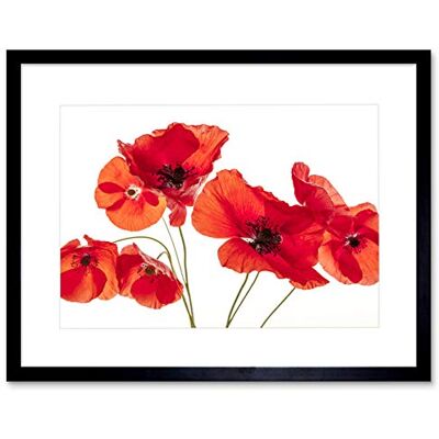Wee Blue Coo Photo Nature Flower Poppy Heads Red Petals Framed Wall Art Print Wee Blue Coo Photo Nature Flower Poppy Heads Red Petals Framed Wall Art Print