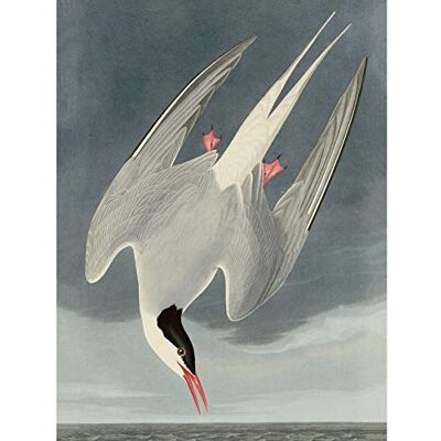 Artery8 Audubon Birds America Arctic Tern Large Wall Art Poster Print Thick Paper 18X24 Inch Artery8 Audubon Birds America Arctic Tern Large Wall Art Poster Print Thick Paper 18X24 Inch
