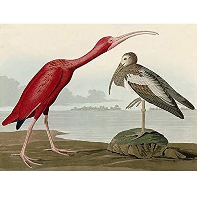 Artery8 Audubon Birds Scarlet Ibis Painting Unframed Wall Art Print Poster Home Decor Premium Artery8 Audubon Birds Scarlet Ibis Painting Unframed Wall Art Print Poster Home Decor Premium