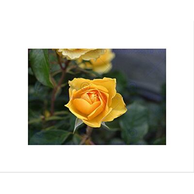 Wee Blue Coo NATURE BOTANY YELLOW ROSE TEXAS PLANT BLACK FRAMED ART PRINT PICTURE B12X4032 Wee Blue Coo NATURE BOTANY YELLOW ROSE TEXAS PLANT BLACK FRAMED ART PRINT PICTURE B12X4032