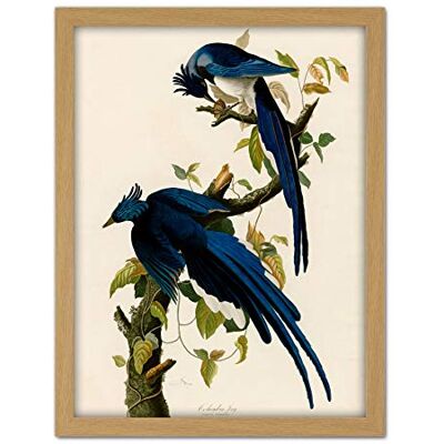 Artery8 Audubon Birds Columbia Jay Painting Artwork Framed Wall Art Print 18X24 Inch Artery8 Audubon Birds Columbia Jay Painting Artwork Framed Wall Art Print 18X24 Inch