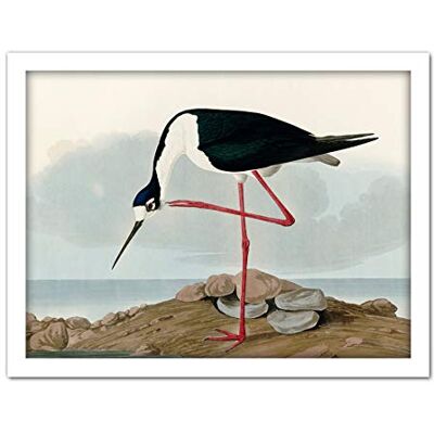 Artery8 Audubon Birds Long Leg Avocet Painting Artwork Framed Wall Art Print 18X24 Inch Artery8 Audubon Birds Long Leg Avocet Painting Artwork Framed Wall Art Print 18X24 Inch