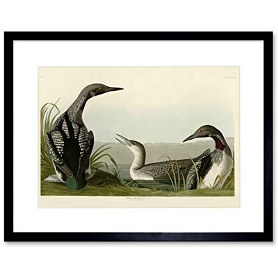Wee Blue Coo BIRDS AMERICA AUDUBON BLACK THROAT DIVER BLACK FRAMED ART PRINT PICTURE B12X3815 Wee Blue Coo BIRDS AMERICA AUDUBON BLACK THROAT DIVER BLACK FRAMED ART PRINT PICTURE B12X3815
