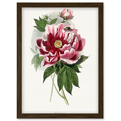 Artery8 - Vintage Pink Red Peony Bloom - A4 Artery8 - Vintage Pink Red Peony Bloom - A4