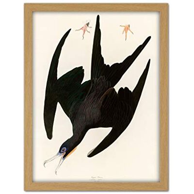 Artery8 Audubon Birds Frigate Pelican Painting Artwork Framed Wall Art Print 18X24 Inch Artery8 Audubon Birds Frigate Pelican Painting Artwork Framed Wall Art Print 18X24 Inch