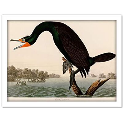 Artery8 Audubon Birds Florida Cormorant Painting Artwork Framed Wall Art Print 18X24 Inch Artery8 Audubon Birds Florida Cormorant Painting Artwork Framed Wall Art Print 18X24 Inch