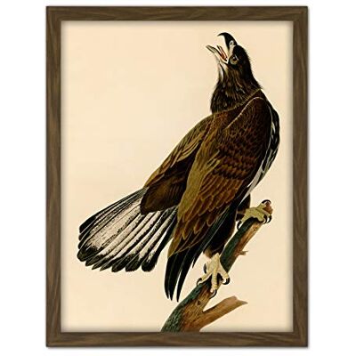Artery8 Audubon Birds Eagle White Head Painting Artwork Framed Wall Art Print 18X24 Inch Artery8 Audubon Birds Eagle White Head Painting Artwork Framed Wall Art Print 18X24 Inch
