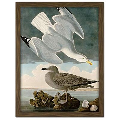 Artery8 Audubon Birds Herring Gull Painting Artwork Framed Wall Art Print 18X24 Inch Artery8 Audubon Birds Herring Gull Painting Artwork Framed Wall Art Print 18X24 Inch