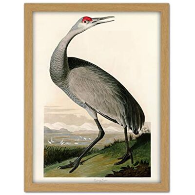 Artery8 Audubon Birds Crane Nature Painting Artwork Framed Wall Art Print 18X24 Inch Artery8 Audubon Birds Crane Nature Painting Artwork Framed Wall Art Print 18X24 Inch
