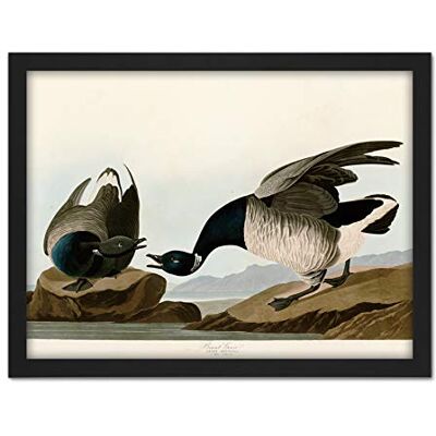 Artery8 Audubon Birds America Brant Goose Artwork Framed Wall Art Print 18X24 Inch Artery8 Audubon Birds America Brant Goose Artwork Framed Wall Art Print 18X24 Inch