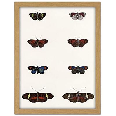 Wee Blue Coo Nature Study Humboldt Butterflies Dark Artwork Framed Wall Art Print 18X24 Inch Wee Blue Coo Nature Study Humboldt Butterflies Dark Artwork Framed Wall Art Print 18X24 Inch